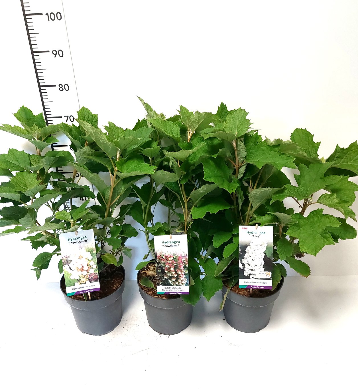 Hydrangea querc. 'Alice' - C5 50-60 CM